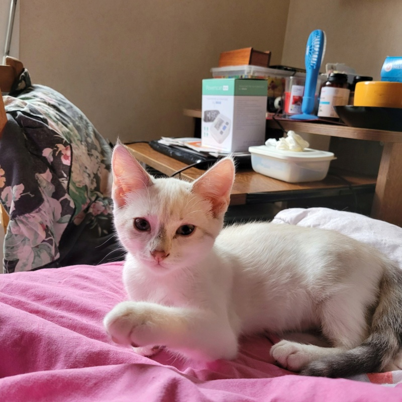 Galerie de nos chats à l'adoption 20230810