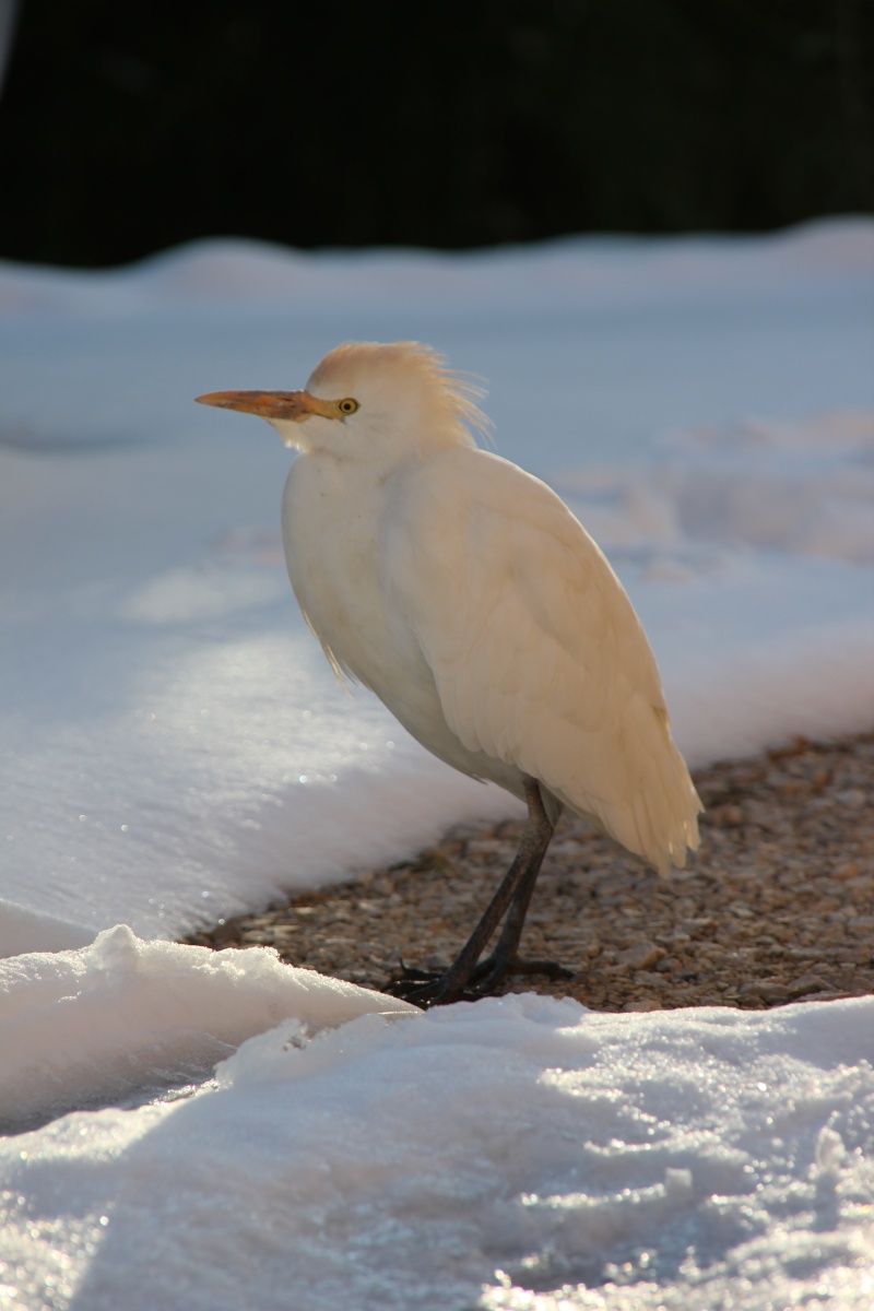 Un bébé aigrette Img_3010