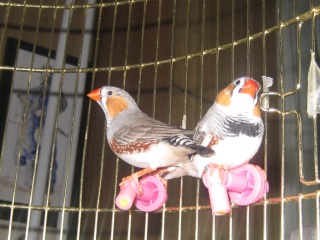 mes  mandarins et leur cage Img_8924