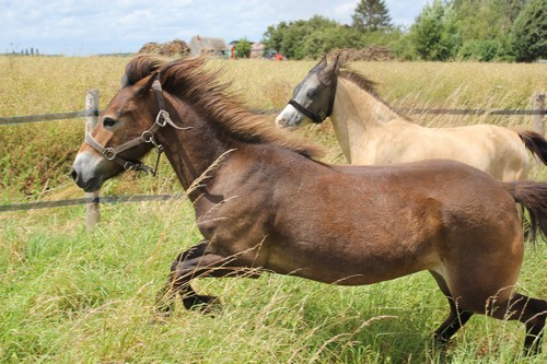 Unick, ponette Exmoor 3 ans réservée Véronique ! - Page 11 Photo_12