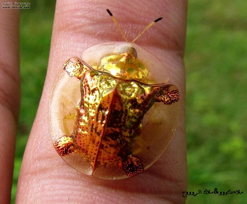 حشرة جميلة تسمى بالخنفساء الذهبية 646cfe10
