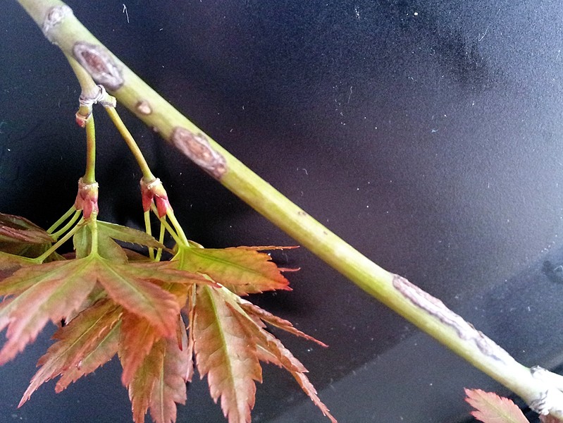 Fungus on Japanese Maple 2012-013