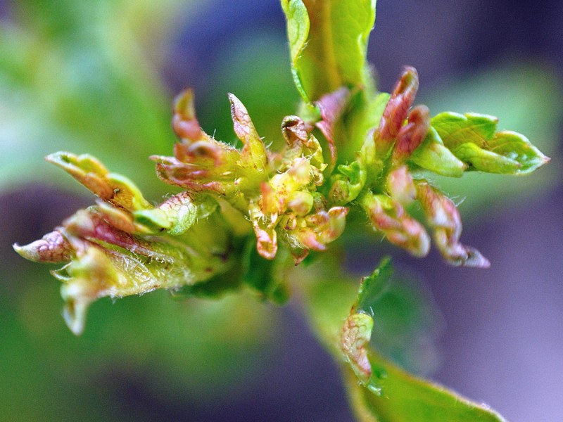 Hawthorn Button-Top Gall? Dsc_0014