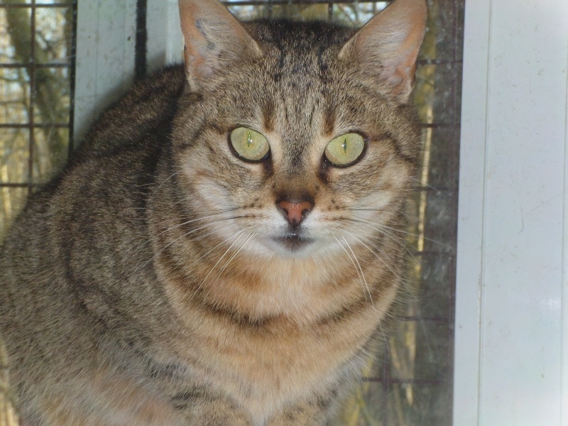 PORTRAITS DE CHATS DU REFUGE Bagher11