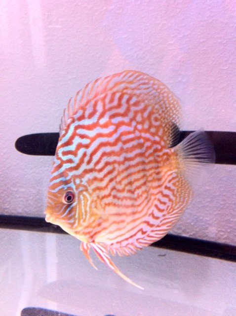 [vends] 4discus giant floral [21] Discus13