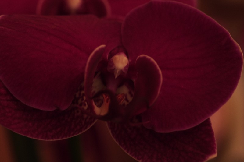 Expo-vente d'orchidée Vacherot et Lecouffle a Orleans Imgp2411