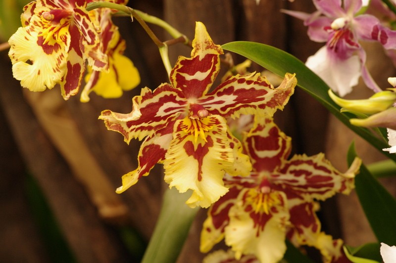 Expo-vente d'orchidée Vacherot et Lecouffle a Orleans Imgp2531