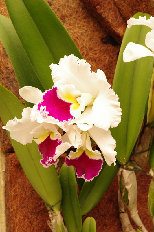 Expo-vente d'orchidée Vacherot et Lecouffle a Orleans Imgp2548
