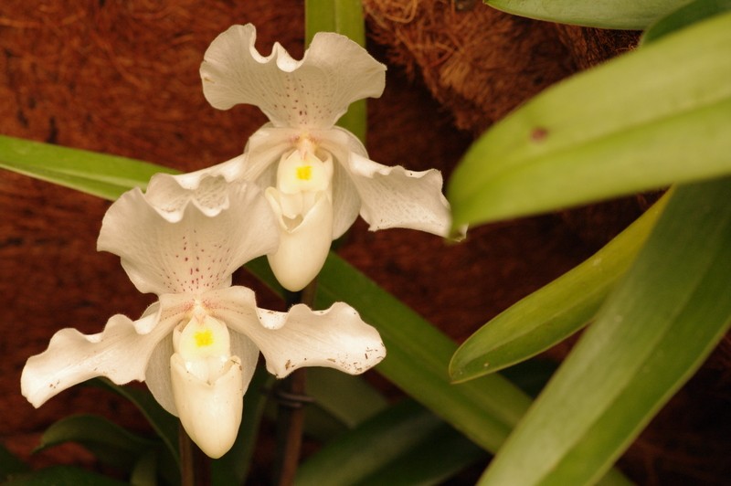 Expo-vente d'orchidée Vacherot et Lecouffle a Orleans Imgp2557