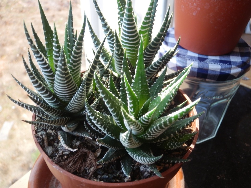 Ma petite Haworthia fasciata P2120115