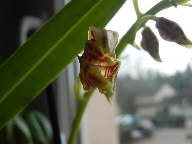 floraison de ma Phalaenopsis mannii P3110010