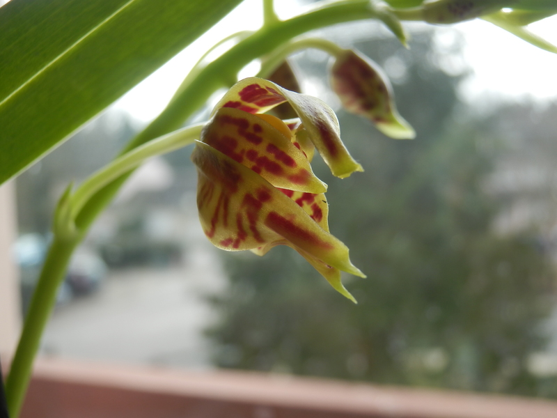 floraison de ma Phalaenopsis mannii P3110011