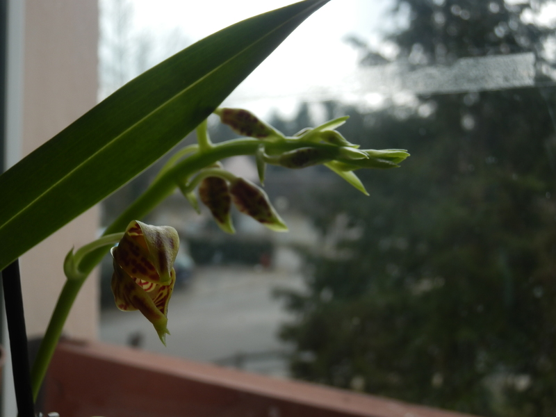 floraison de ma Phalaenopsis mannii P3110013
