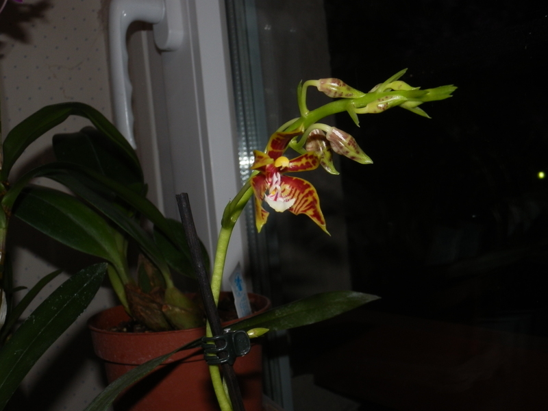 floraison de ma Phalaenopsis mannii P3110014