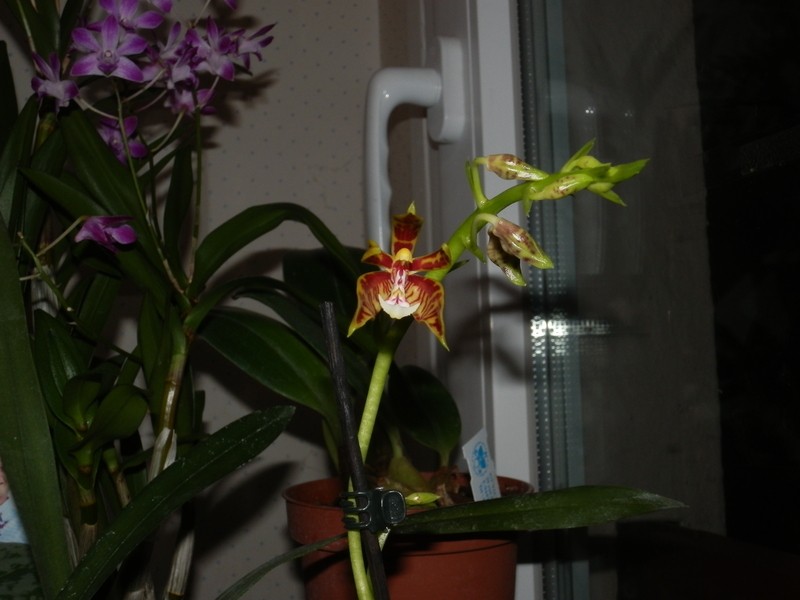 floraison de ma Phalaenopsis mannii P3110015