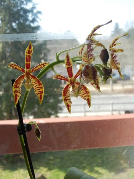 floraison de ma Phalaenopsis mannii P3250010