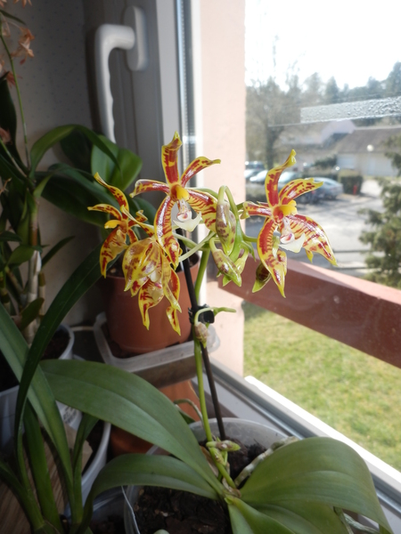 floraison de ma Phalaenopsis mannii P3250012