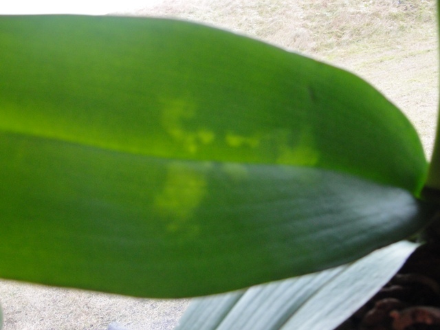 Phalaenopsis - Dziwne zmiany na lisciach Phalaenopsis Dsc00318