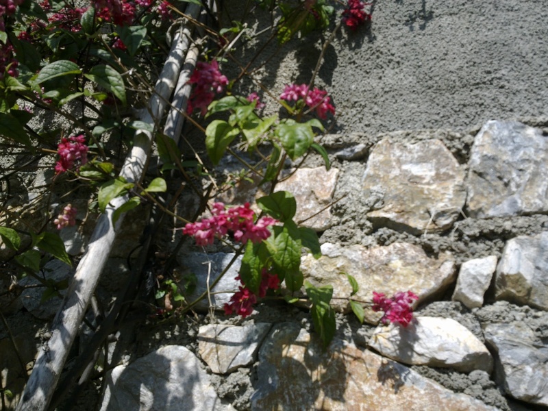 Clerodendrum splendens 16032012