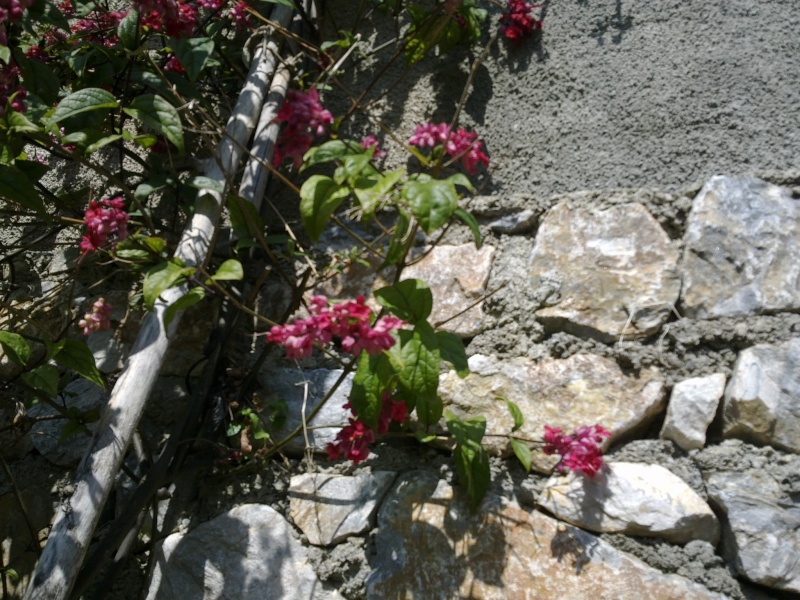 Clerodendrum splendens 16032012