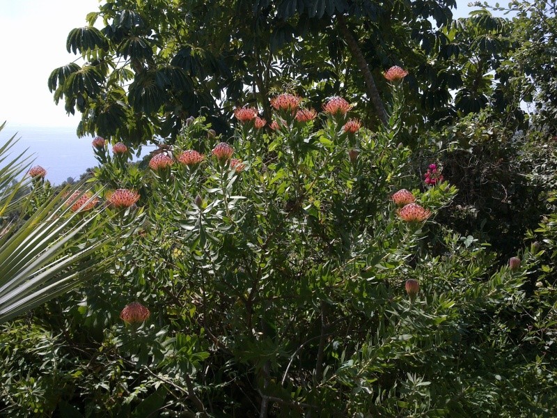 Leucospermum "carnival red" 16032015