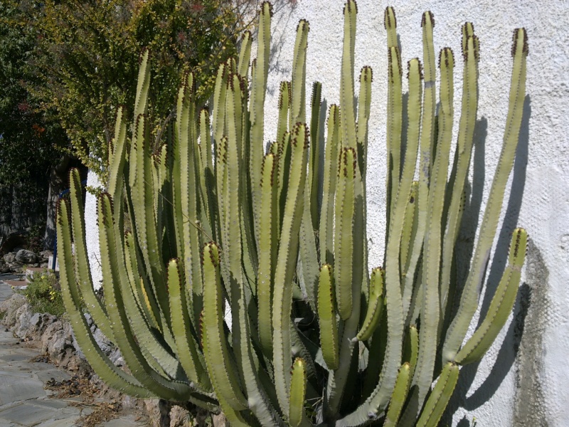 Euphorbia canariensis 25022014