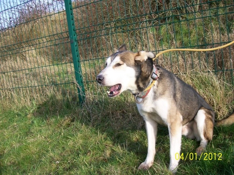 Link Berger X Husky mâle 5 ans gris et blanc PAR:38 ADOPTE 000_0010