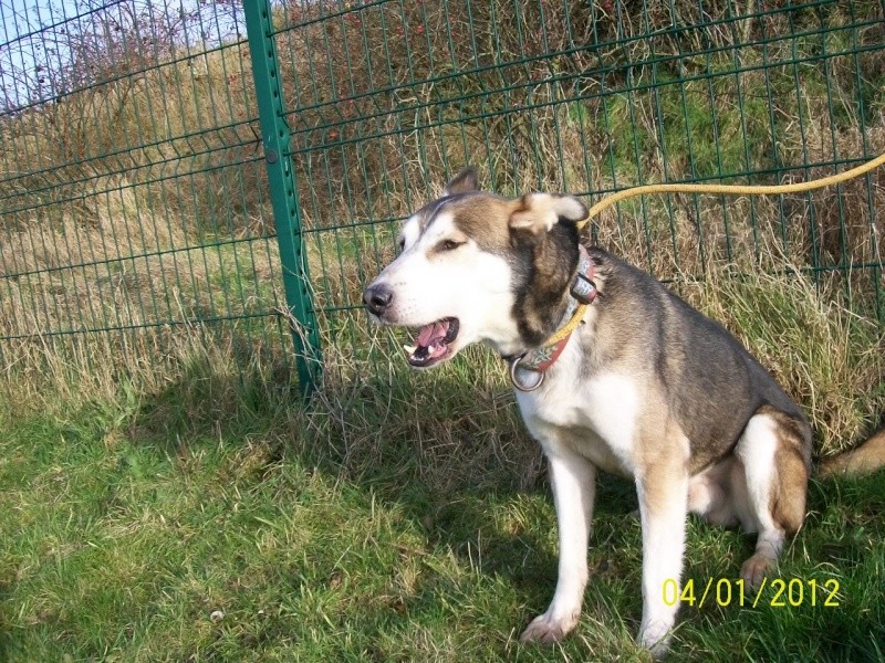  Link Berger X Husky mâle 5 ans gris et blanc PAR:38 ADOPTE 000_0010