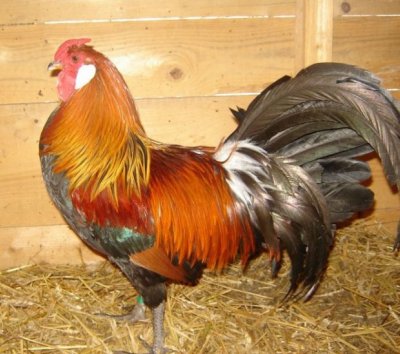 l'Alsacienne, (poule d'Alsace) Coq-al10