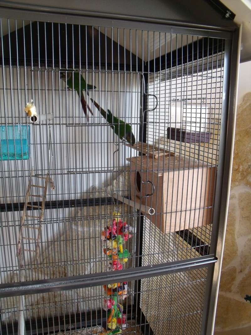 ma cages et mes oiseaux Gedc0014