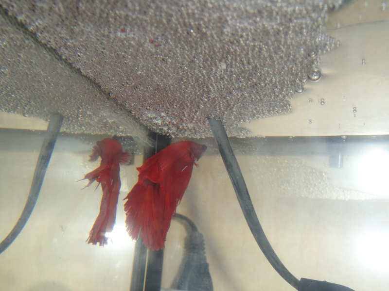[ PHOTOS ] Les nids de bulles de nos poissons Dsc00020