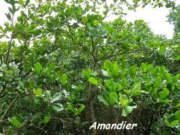 Amandier - Prunus Dulcis Images18