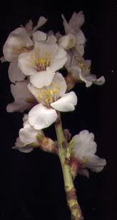 Amandier - Prunus Dulcis Images19