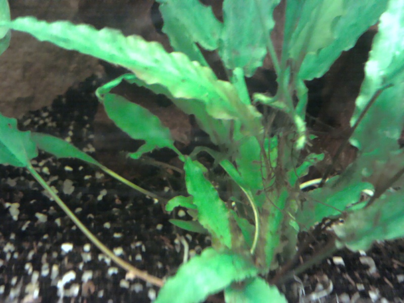 HELP ! Taches noires , et " pourrissures " sur les plantes . 2012-012