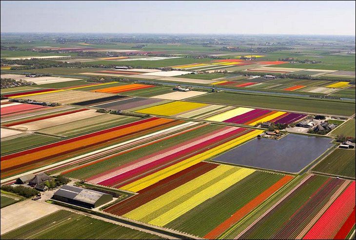 TULIPANI!! Tulip110
