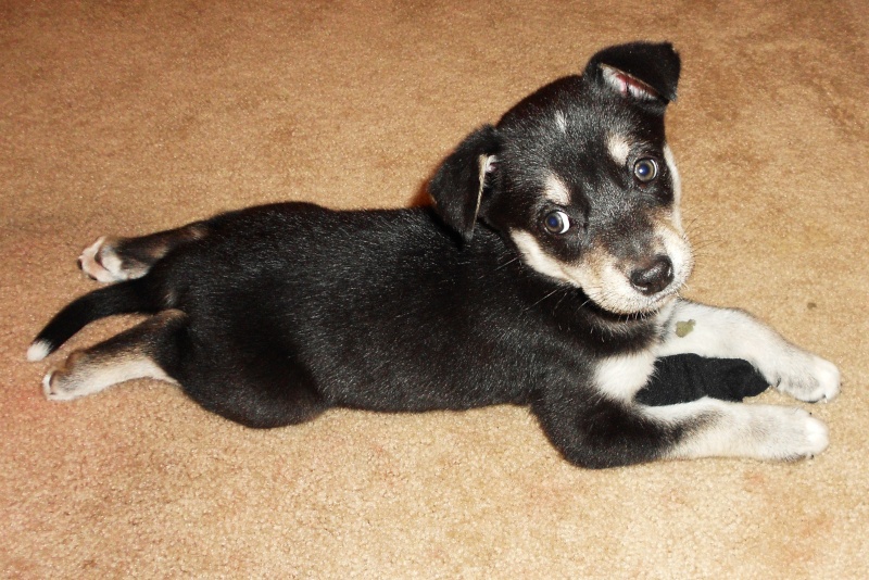 Tiny Tiny Husky Pup Dscn0610