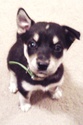 Tiny Tiny Husky Pup 9_week11