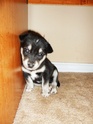 Tiny Tiny Husky Pup Dscn0412