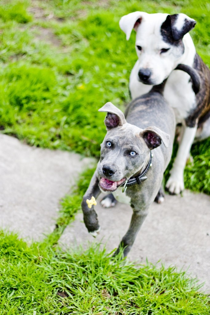 garden time Dogs_a10