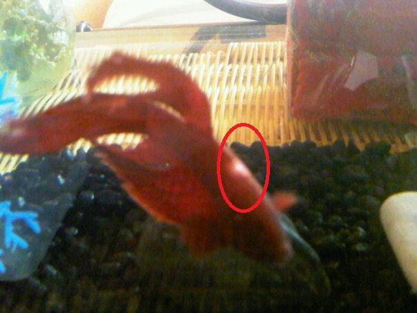 Betta splendens blessé 42029010