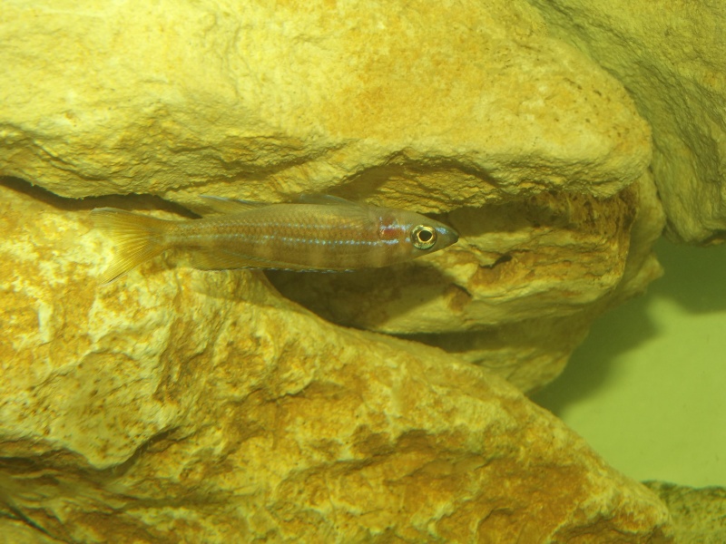 Paracyprichromis nigripinnis blue néon Dscf7212