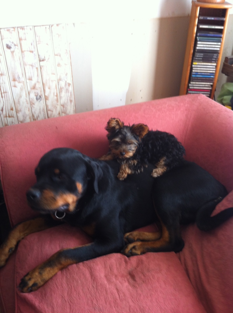 Ma passion, les rottweilers ... Img_0310