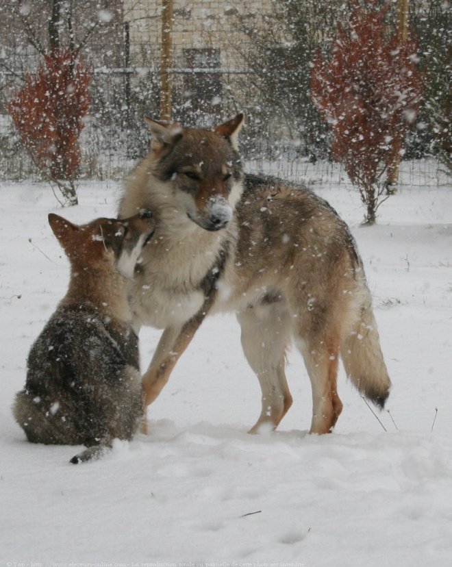 Projets canins "devenir éleveur Variant" 43863310