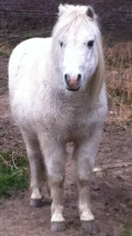 GROS SOS DANS L'YONNE POUR UN PONEY DE 32 ANS (propriétaire dcd) 42961111