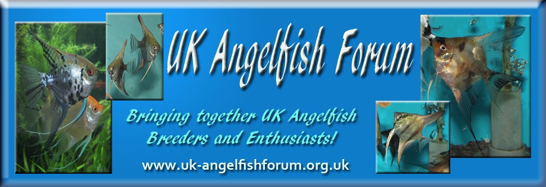UK Angelfish Forum