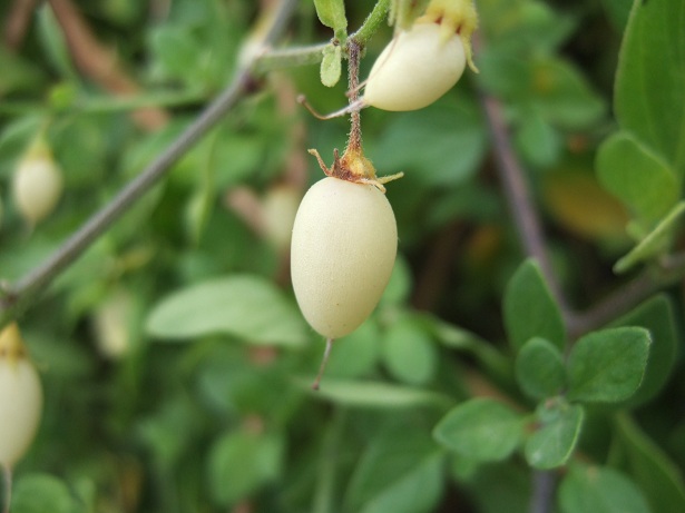 Salpichroa origanifolia - muguet des pampas Dscf0010