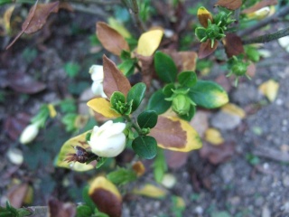 Gardenia 'Kleim's Hardy' : problème ! Dscf0515