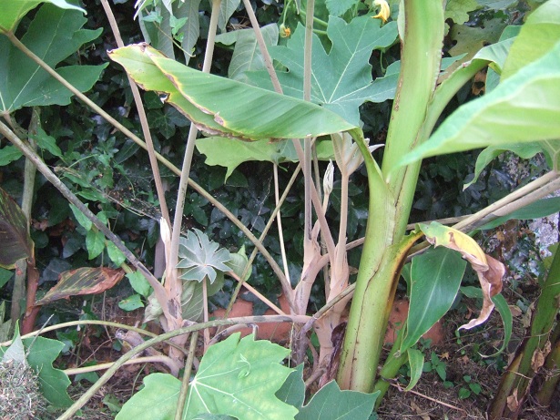 TETRAPANAX - Tetrapanax papyrifera Dscf0611