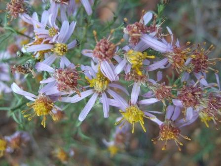 Galatella sedifolia (= Aster sedifolius) - aster à feuilles d'orpin Dscf1618