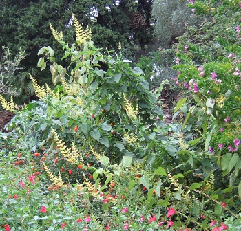 Salvia - identification des sauges - Page 2 Dscf1642